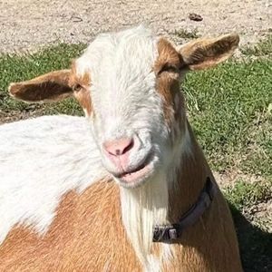 Meet your Posher, Karolyn